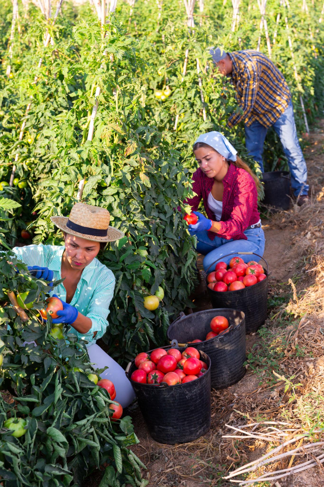 Tomatoes harvest